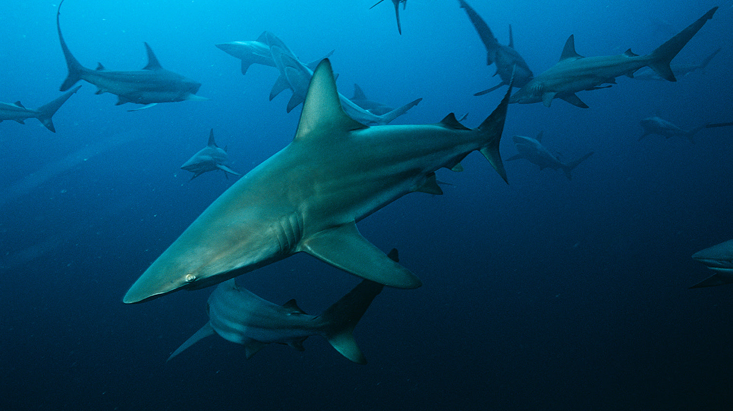Inspired by Sharks